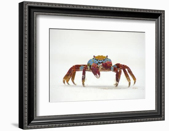 Portrait of Sally Lightfoot Crab (Grapsus Grapsus) on a Beach-Alex Mustard-Framed Photographic Print