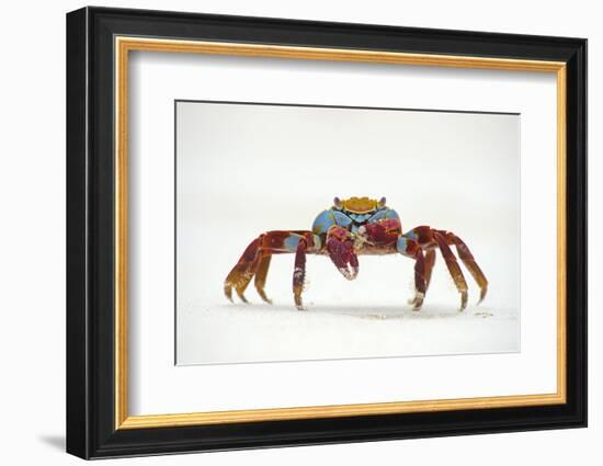 Portrait of Sally Lightfoot Crab (Grapsus Grapsus) on a Beach-Alex Mustard-Framed Photographic Print