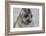 Portrait of seal pup on the beach of St. Andrews Bay, South Georgia Islands.-Tom Norring-Framed Photographic Print