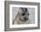 Portrait of seal pup on the beach of St. Andrews Bay, South Georgia Islands.-Tom Norring-Framed Photographic Print