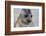 Portrait of seal pup on the beach of St. Andrews Bay, South Georgia Islands.-Tom Norring-Framed Photographic Print