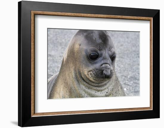 Portrait of seal pup on the beach of St. Andrews Bay, South Georgia Islands.-Tom Norring-Framed Photographic Print