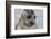 Portrait of seal pup on the beach of St. Andrews Bay, South Georgia Islands.-Tom Norring-Framed Photographic Print