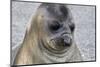 Portrait of seal pup on the beach of St. Andrews Bay, South Georgia Islands.-Tom Norring-Mounted Photographic Print