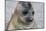 Portrait of seal pup on the beach of St. Andrews Bay, South Georgia Islands.-Tom Norring-Mounted Photographic Print