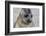 Portrait of seal pup on the beach of St. Andrews Bay, South Georgia Islands.-Tom Norring-Framed Photographic Print