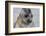 Portrait of seal pup on the beach of St. Andrews Bay, South Georgia Islands.-Tom Norring-Framed Photographic Print