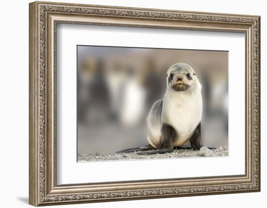 Portrait of seal pup on the beach of St. Andrews Bay, South Georgia Islands.-Tom Norring-Framed Photographic Print