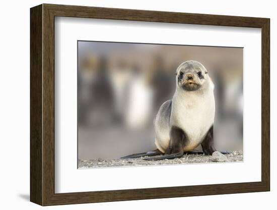 Portrait of seal pup on the beach of St. Andrews Bay, South Georgia Islands.-Tom Norring-Framed Photographic Print