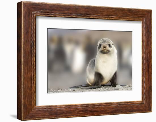 Portrait of seal pup on the beach of St. Andrews Bay, South Georgia Islands.-Tom Norring-Framed Photographic Print