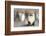 Portrait of seal pup on the beach of St. Andrews Bay, South Georgia Islands.-Tom Norring-Framed Photographic Print