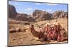 Portrait of Seated Camel with Colourful Rugs, Middle East-Eleanor Scriven-Mounted Photographic Print