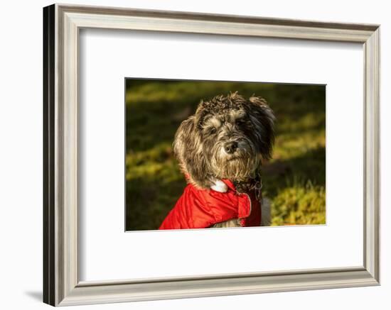 Portrait of seven month old Schnoodle puppy wearing his jacket on a cold day.-Janet Horton-Framed Photographic Print