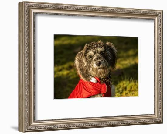 Portrait of seven month old Schnoodle puppy wearing his jacket on a cold day.-Janet Horton-Framed Photographic Print