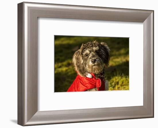 Portrait of seven month old Schnoodle puppy wearing his jacket on a cold day.-Janet Horton-Framed Photographic Print