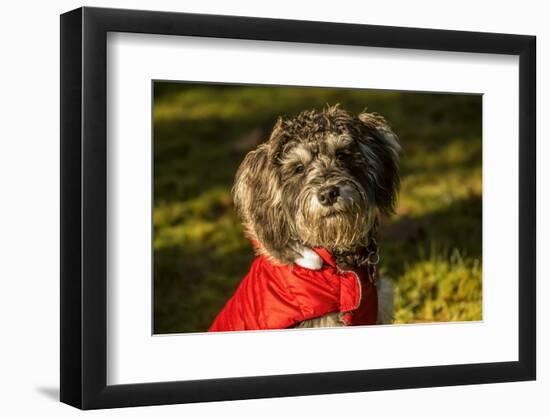 Portrait of seven month old Schnoodle puppy wearing his jacket on a cold day.-Janet Horton-Framed Photographic Print