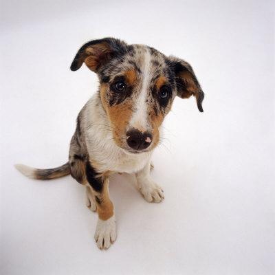 Portrait of Smooth-Coated Tricolour Merle Border Collie Puppy, 12 Weeks  Old' Photographic Print - Jane Burton | Art.com