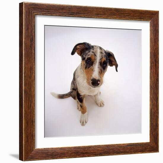 Portrait of Smooth-Coated Tricolour Merle Border Collie Puppy, 12 Weeks Old-Jane Burton-Framed Photographic Print