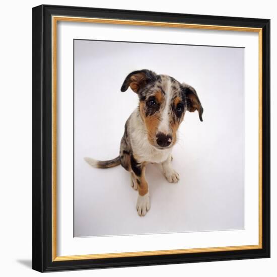 Portrait of Smooth-Coated Tricolour Merle Border Collie Puppy, 12 Weeks Old-Jane Burton-Framed Photographic Print