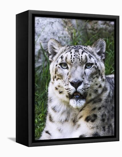 Portrait of Snow Leopard at the Sacramento Zoo, Sacramento, California, USA-Dennis Flaherty-Framed Premier Image Canvas