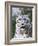 Portrait of Snow Leopard at the Sacramento Zoo, Sacramento, California, USA-Dennis Flaherty-Framed Photographic Print