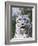 Portrait of Snow Leopard at the Sacramento Zoo, Sacramento, California, USA-Dennis Flaherty-Framed Photographic Print