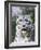 Portrait of Snow Leopard at the Sacramento Zoo, Sacramento, California, USA-Dennis Flaherty-Framed Photographic Print