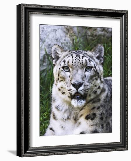 Portrait of Snow Leopard at the Sacramento Zoo, Sacramento, California, USA-Dennis Flaherty-Framed Photographic Print