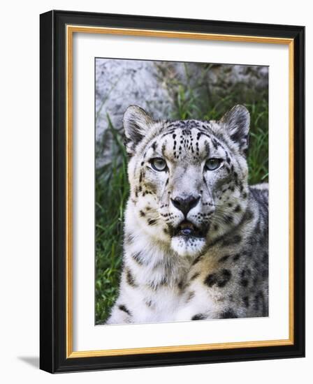 Portrait of Snow Leopard at the Sacramento Zoo, Sacramento, California, USA-Dennis Flaherty-Framed Photographic Print