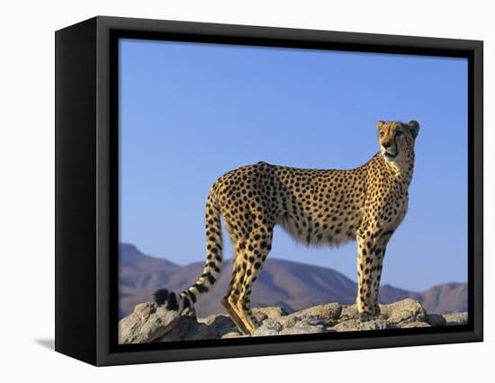 Portrait of Standing Cheetah, Tsaobis Leopard Park, Namibia-Tony Heald-Framed Premier Image Canvas