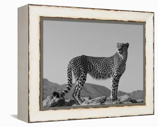 Portrait of Standing Cheetah, Tsaobis Leopard Park, Namibia-Tony Heald-Framed Premier Image Canvas