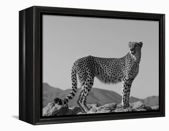 Portrait of Standing Cheetah, Tsaobis Leopard Park, Namibia-Tony Heald-Framed Premier Image Canvas