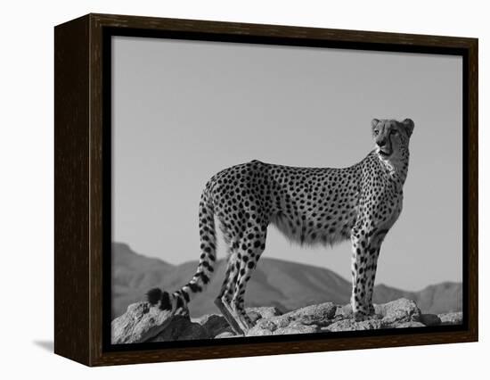 Portrait of Standing Cheetah, Tsaobis Leopard Park, Namibia-Tony Heald-Framed Premier Image Canvas