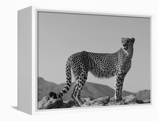 Portrait of Standing Cheetah, Tsaobis Leopard Park, Namibia-Tony Heald-Framed Premier Image Canvas
