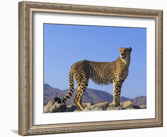 Portrait of Standing Cheetah, Tsaobis Leopard Park, Namibia-Tony Heald-Framed Photographic Print