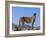 Portrait of Standing Cheetah, Tsaobis Leopard Park, Namibia-Tony Heald-Framed Photographic Print