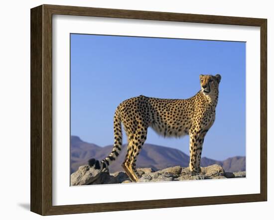 Portrait of Standing Cheetah, Tsaobis Leopard Park, Namibia-Tony Heald-Framed Photographic Print