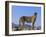 Portrait of Standing Cheetah, Tsaobis Leopard Park, Namibia-Tony Heald-Framed Photographic Print