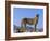 Portrait of Standing Cheetah, Tsaobis Leopard Park, Namibia-Tony Heald-Framed Photographic Print