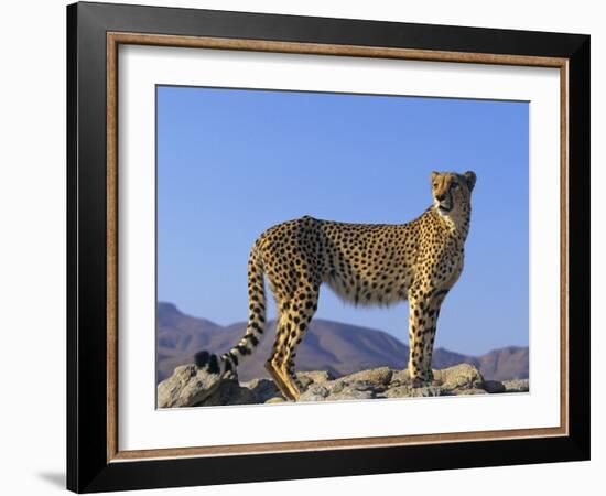 Portrait of Standing Cheetah, Tsaobis Leopard Park, Namibia-Tony Heald-Framed Photographic Print