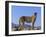 Portrait of Standing Cheetah, Tsaobis Leopard Park, Namibia-Tony Heald-Framed Photographic Print