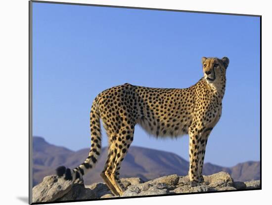 Portrait of Standing Cheetah, Tsaobis Leopard Park, Namibia-Tony Heald-Mounted Photographic Print