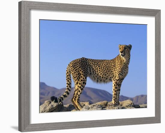 Portrait of Standing Cheetah, Tsaobis Leopard Park, Namibia-Tony Heald-Framed Photographic Print