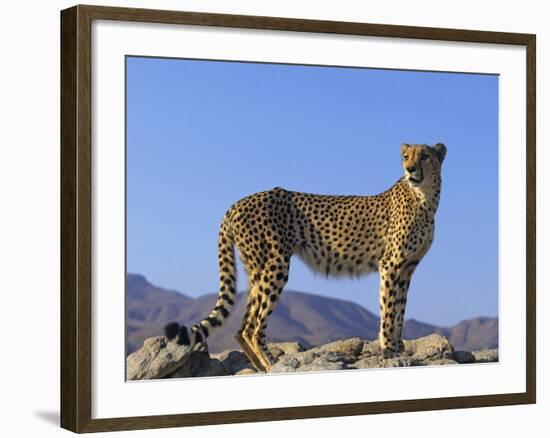 Portrait of Standing Cheetah, Tsaobis Leopard Park, Namibia-Tony Heald-Framed Photographic Print