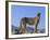 Portrait of Standing Cheetah, Tsaobis Leopard Park, Namibia-Tony Heald-Framed Photographic Print