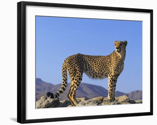 Portrait of Standing Cheetah, Tsaobis Leopard Park, Namibia-Tony Heald-Framed Photographic Print