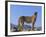 Portrait of Standing Cheetah, Tsaobis Leopard Park, Namibia-Tony Heald-Framed Photographic Print