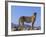 Portrait of Standing Cheetah, Tsaobis Leopard Park, Namibia-Tony Heald-Framed Photographic Print