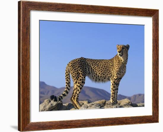 Portrait of Standing Cheetah, Tsaobis Leopard Park, Namibia-Tony Heald-Framed Photographic Print