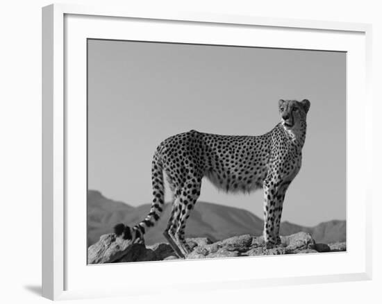 Portrait of Standing Cheetah, Tsaobis Leopard Park, Namibia-Tony Heald-Framed Photographic Print